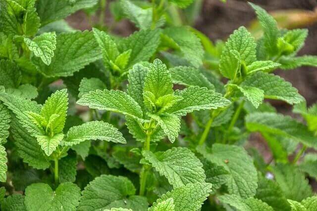 Lemon Balm