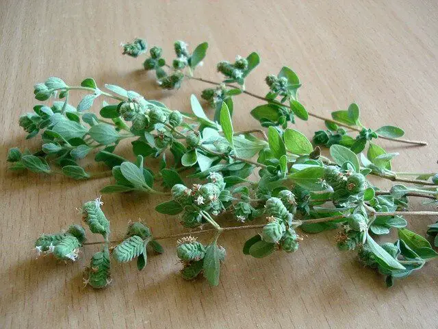 Marjoram