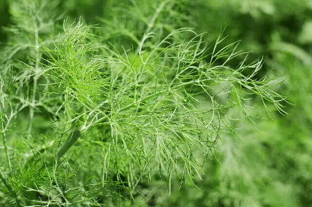 Dill