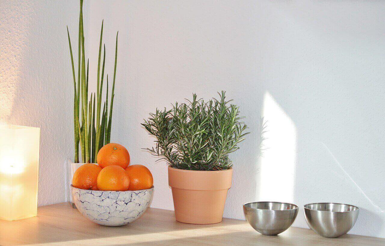 herbs on countertop