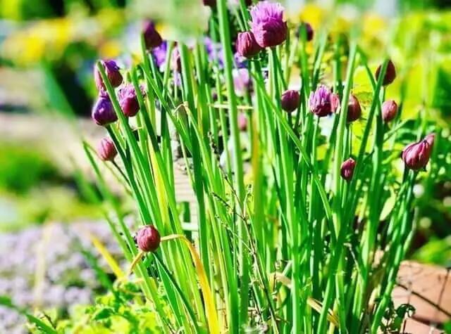 Chives