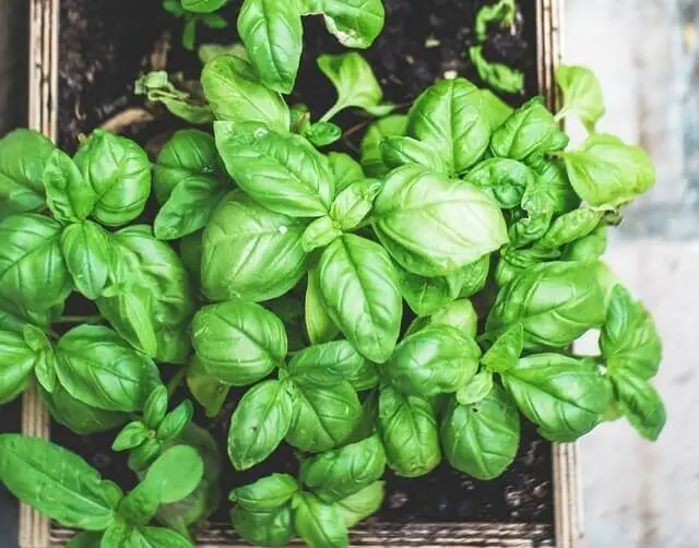 Sweet Basil