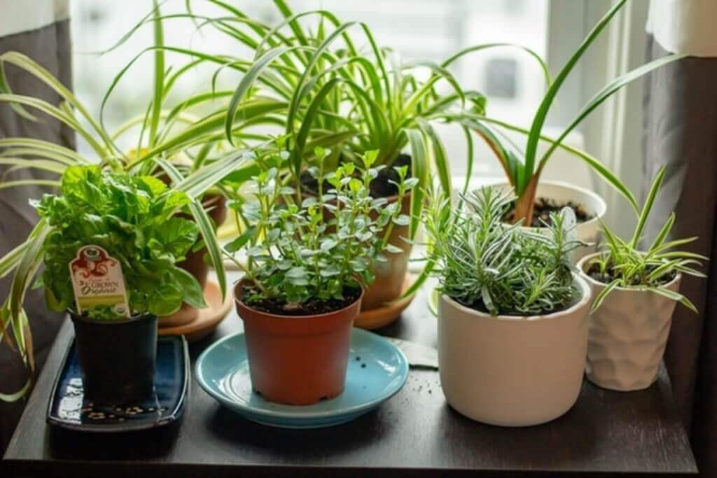 Herbs near window