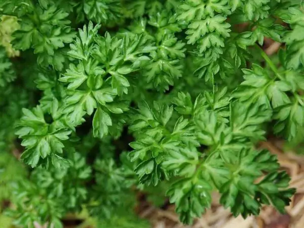 Chervil herb in pot