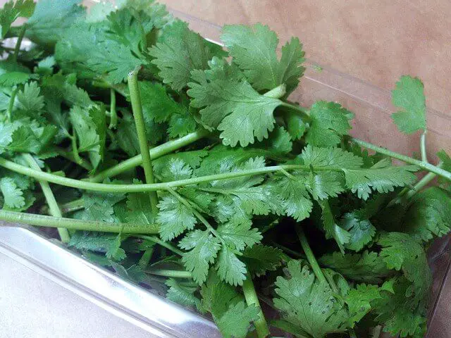 Cilantro