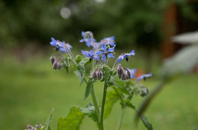 Borage