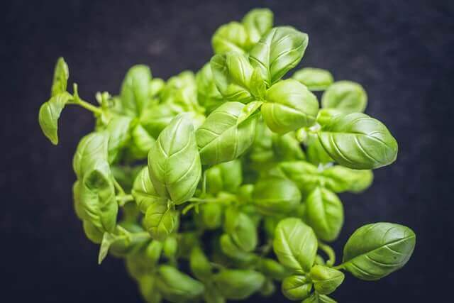 Basil