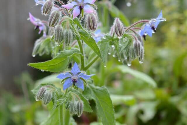 Borage