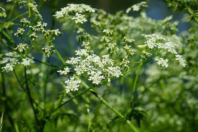 Chervil