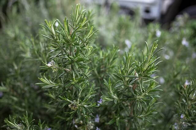 Rosemary