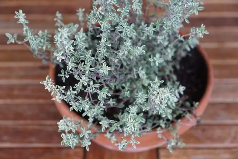How To Grow Thyme From Seed (Easy Growers Guide)