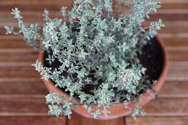 Thyme