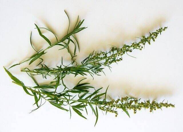 Russian Tarragon