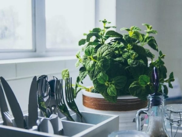 Herb plant on kitchen counter
