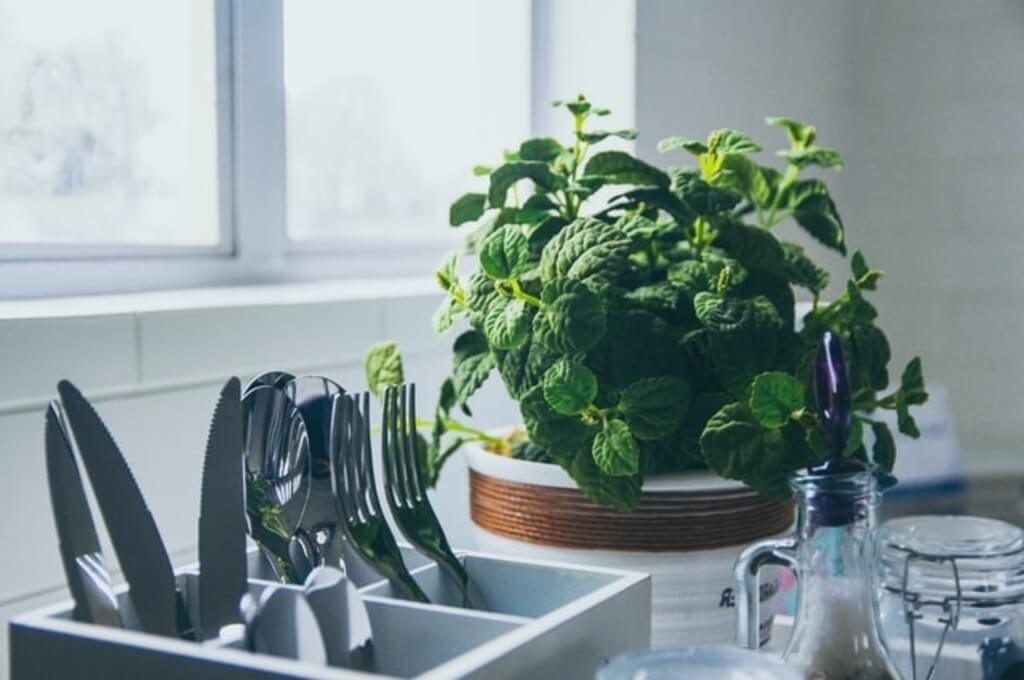 Herb plant on kitchen counter