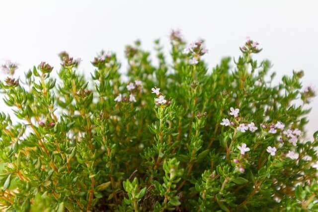 Thyme