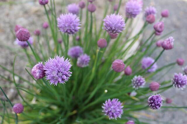 Chives