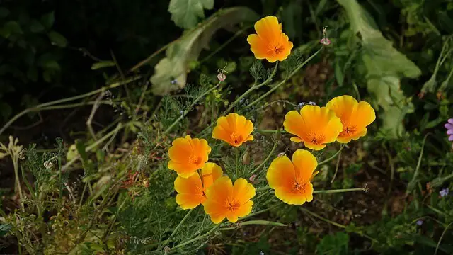 Calendula