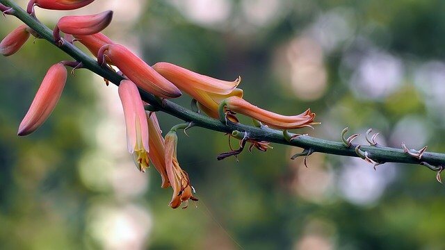 Aloe Vera blossom