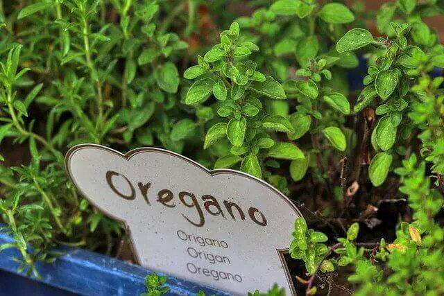 Oregano