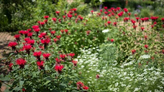 Bee Balm