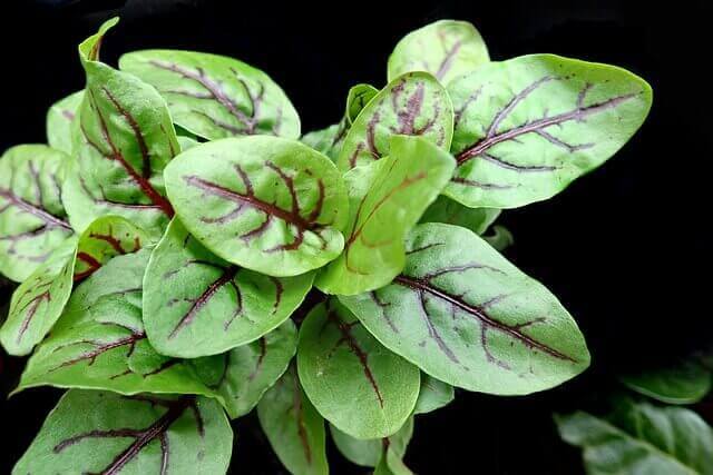 Sorrel