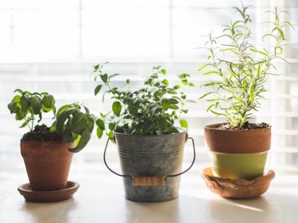 herb plants on kitchen countertop