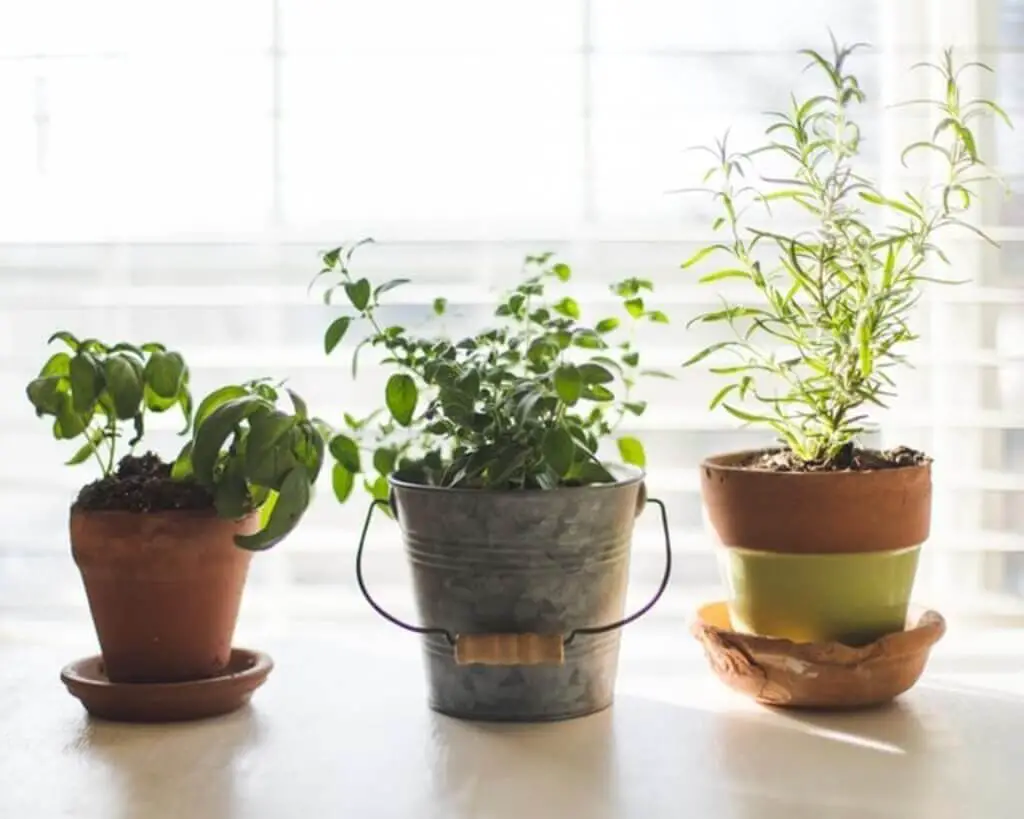 10 Herb Plants That Are Difficult To Grow DIY Herb Gardener
