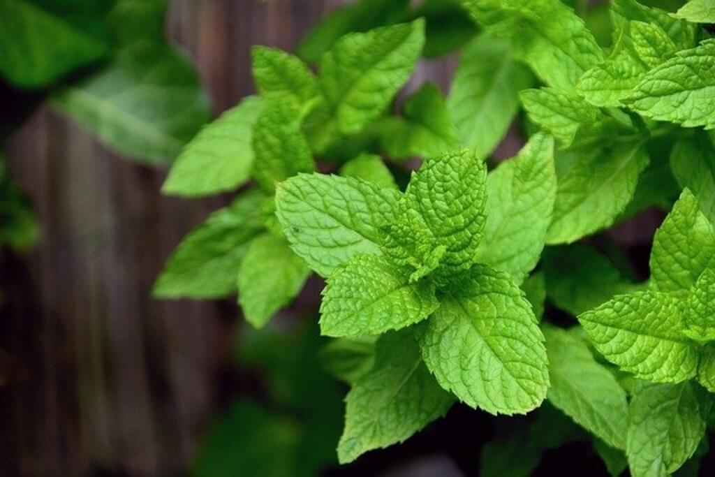 What Herbs Grow Best In Partial Shade DIY Herb Gardener