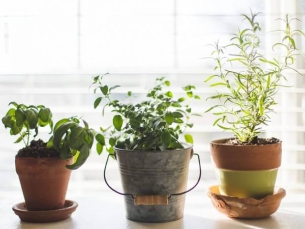 herbs in small pots