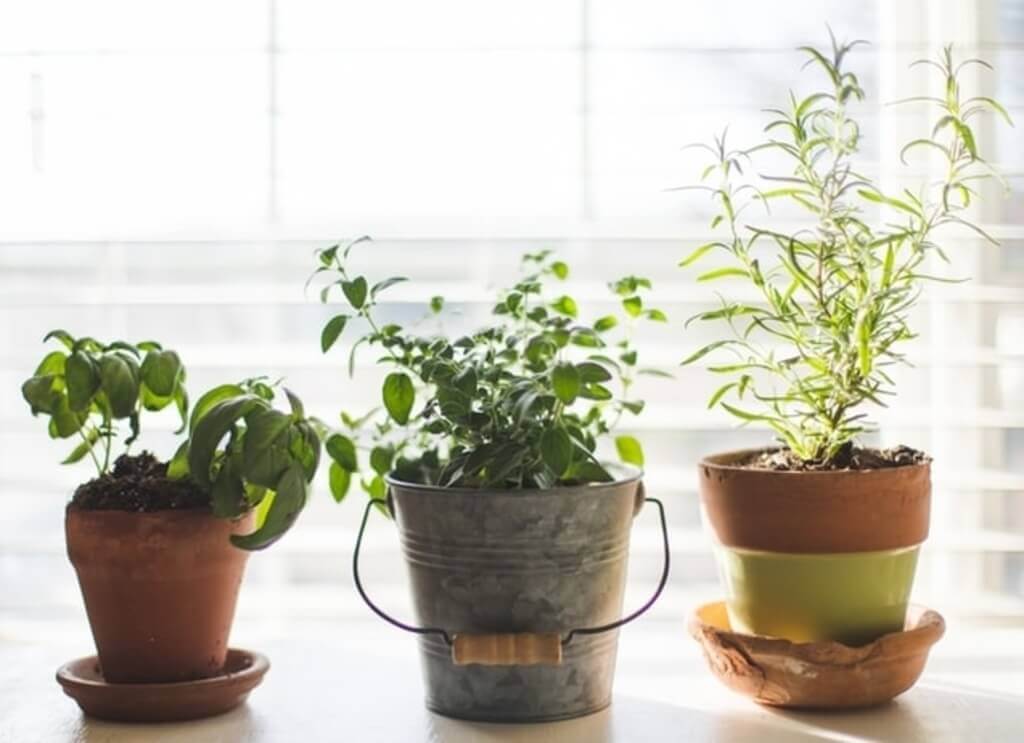 herbs in small pots