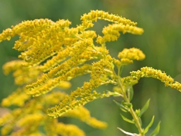 Goldenrod herb flowering