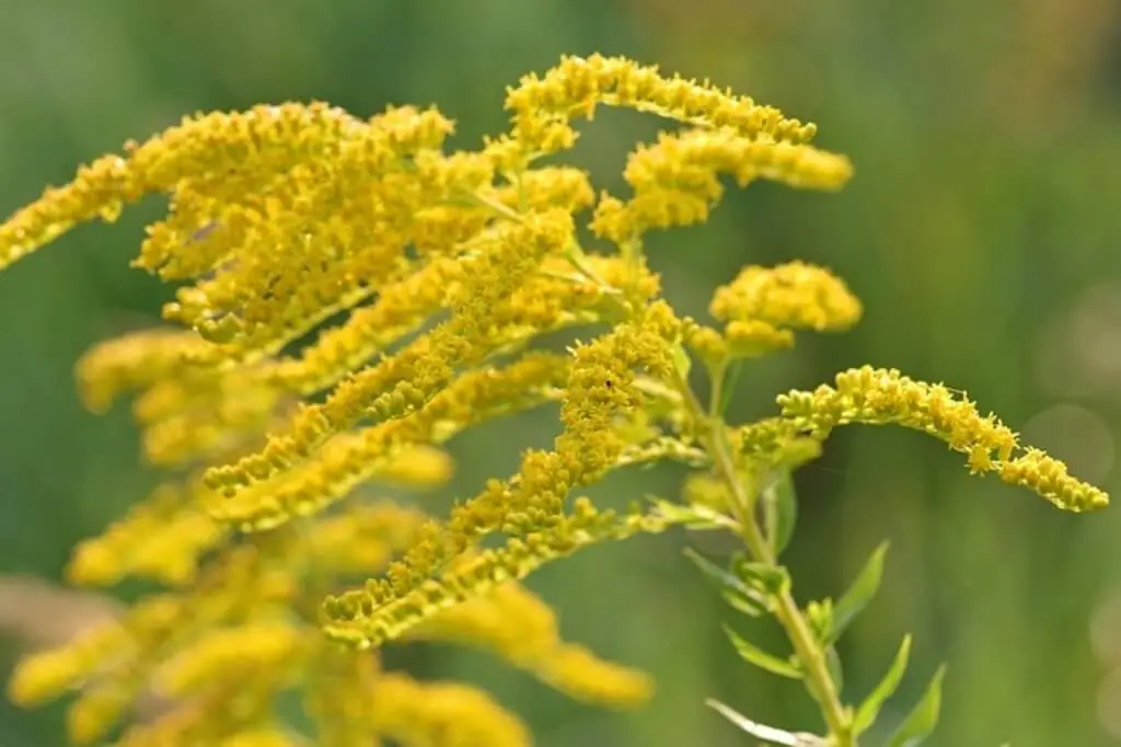 Goldenrod herb flowering