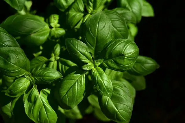 Basil plant