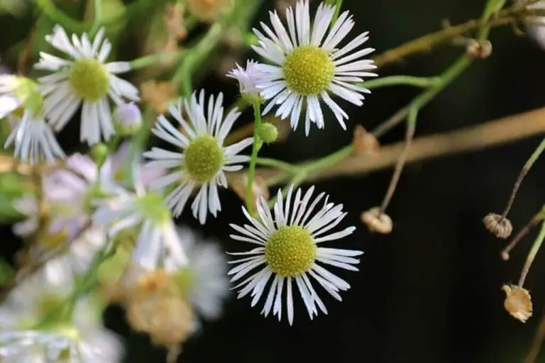 8 Aromatic Culinary Herbs With Tiny White Flowers