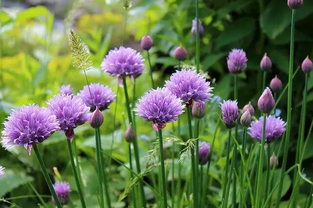 Chives plant