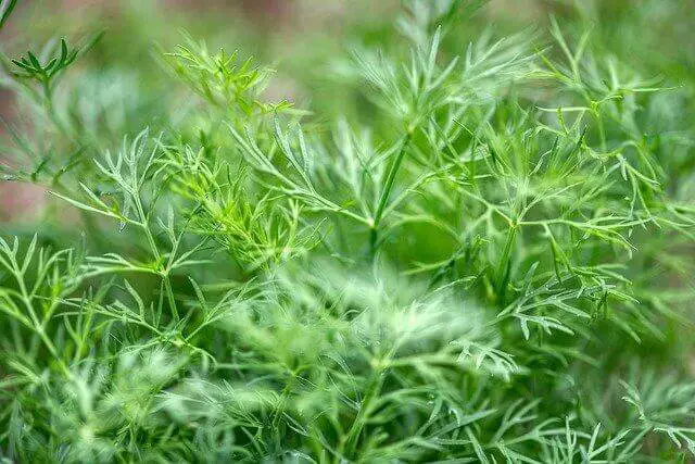 Dill plant