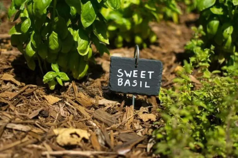 11 Best Herbs That Grow in Full Sun