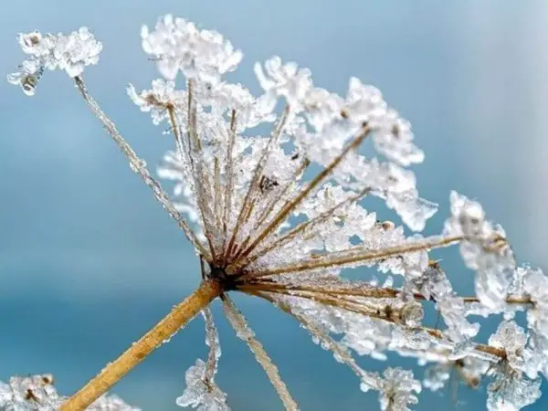 hemlock plant frost