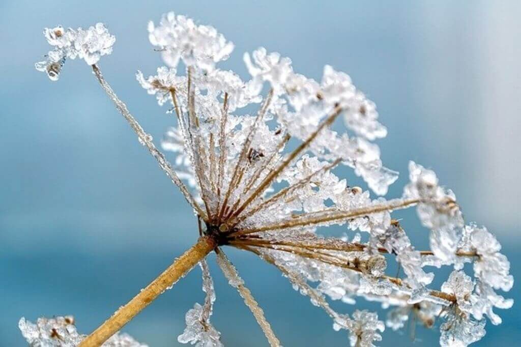 hemlock plant frost
