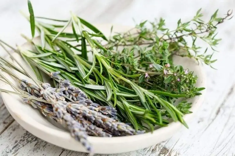 what-are-the-most-useful-herbs-to-grow