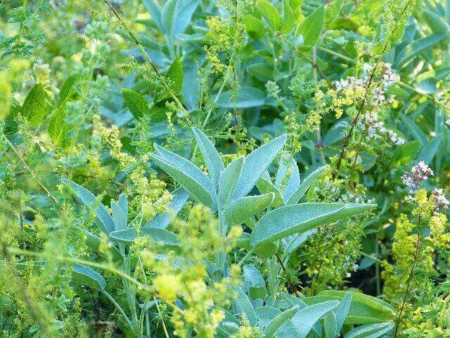 Sage plant