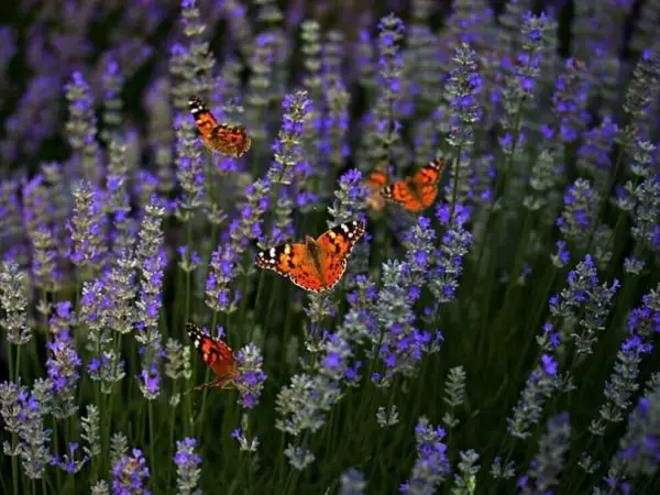 Butterflies feeding from lavender plants