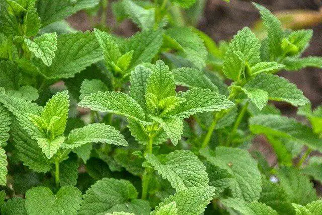 Lemon Balm plant