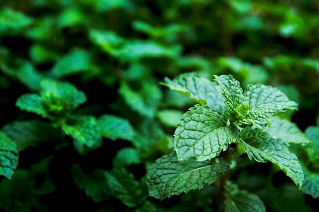 Mint plant