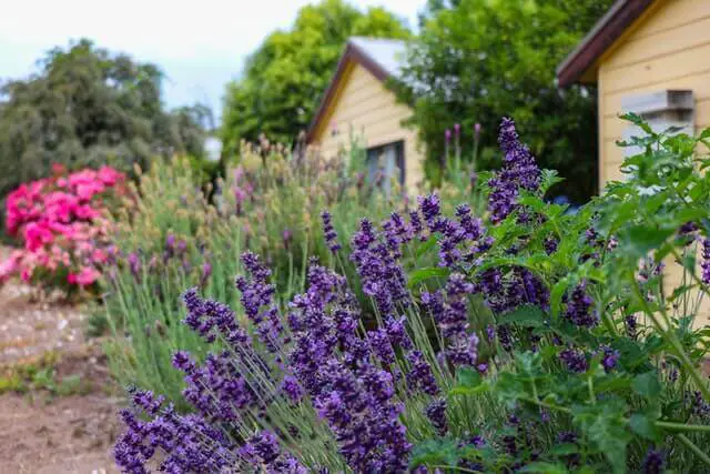 Lavender plant