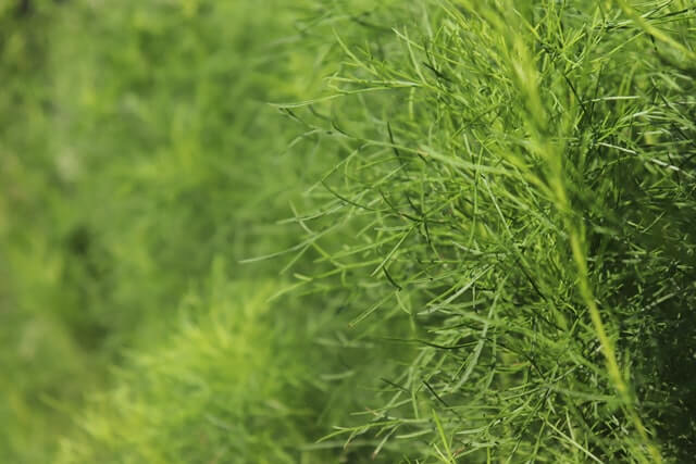 Dill plant
