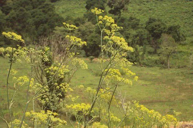 Fennel plant