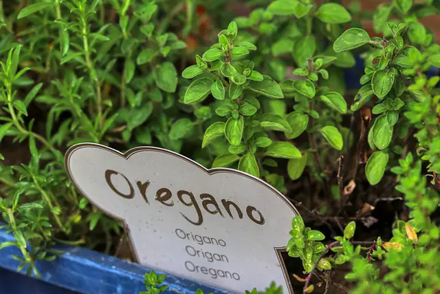 Oregano plant