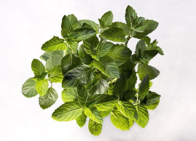 Spearmint plant